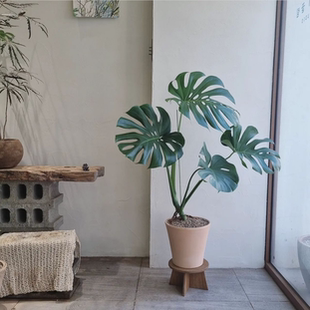 苏太植物 老桩龟背竹盆栽室内客厅大型绿植净化空气大叶植物