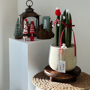 苏太植物 圆棒叶虎皮兰佛前香稀有植物 可爱好养桌面多肉盆栽