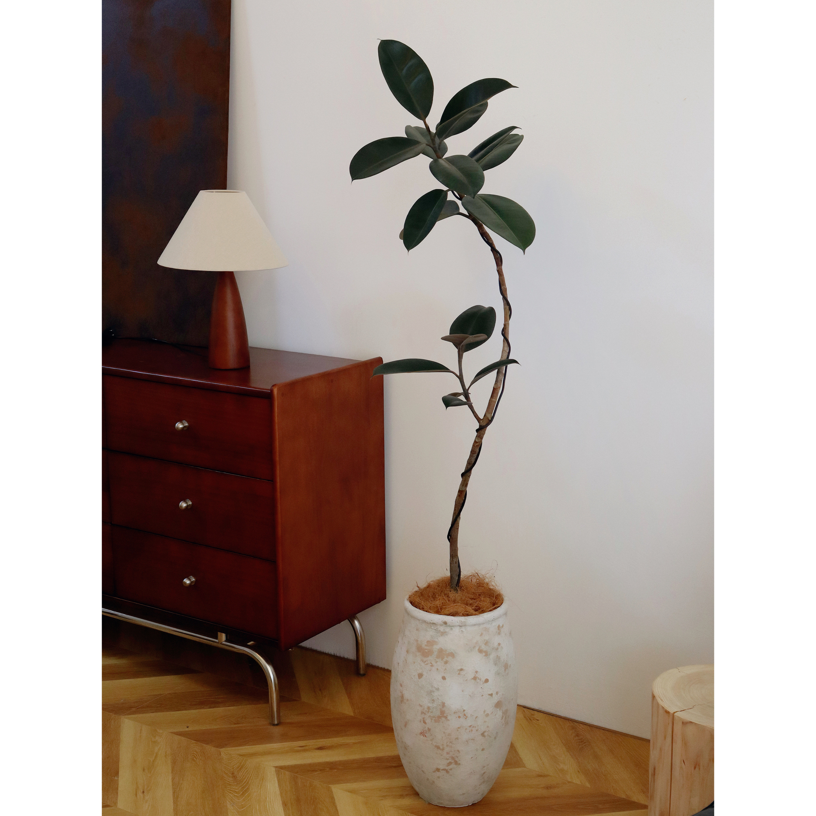 苏太植物 造型黑金刚橡皮树 高端轻奢客厅大型落地绿植四季好养活