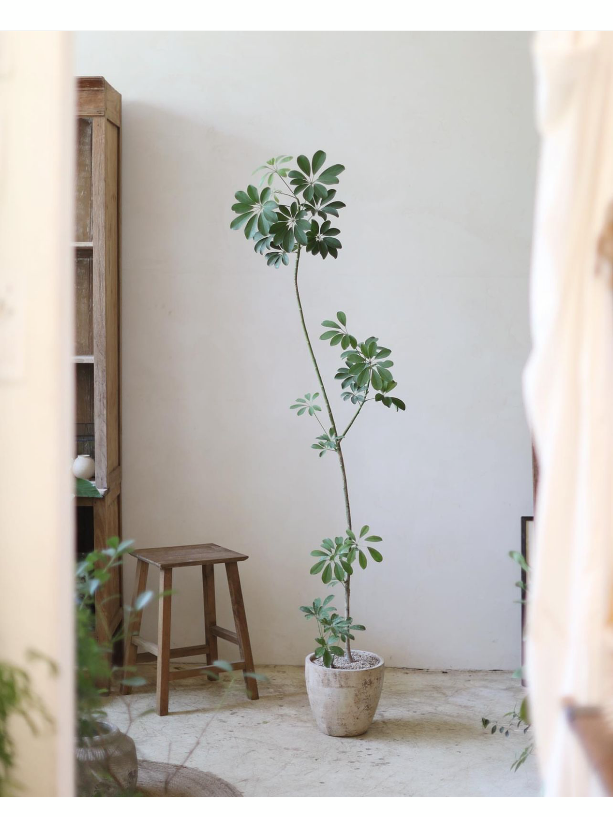 造型鸭脚木大型植物美观