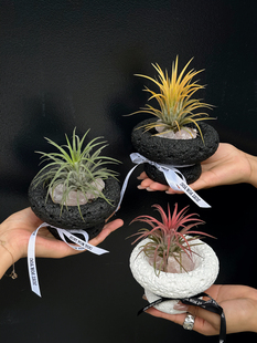 苏太植物空气凤梨桌面室内无土盆景可爱绿植节日diy礼物摆件