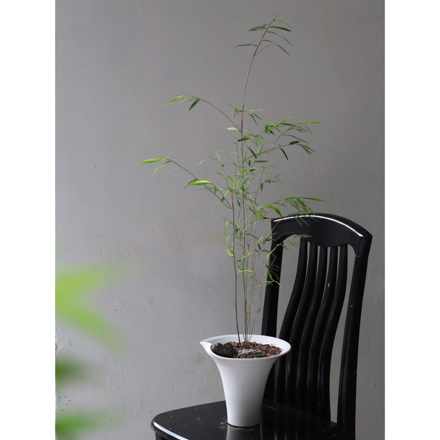 苏太植物 正宗内门竹盆栽 书房茶室名贵竹子 桌面绿植盆景