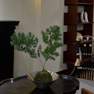 苏太植物 苔藓球植物 蓬莱松 室内桌面观赏招财禅意防辐射盆栽