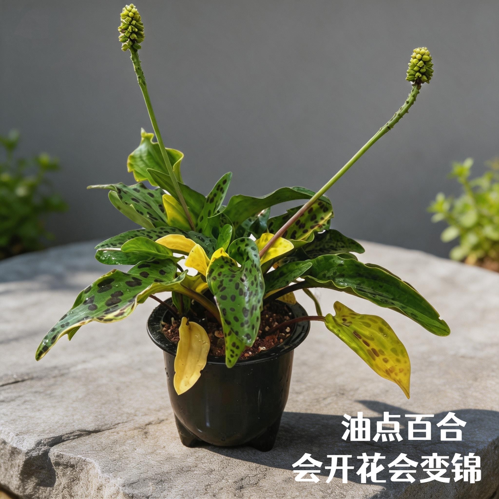 油点百合豹纹百合耐荫耐旱盆栽