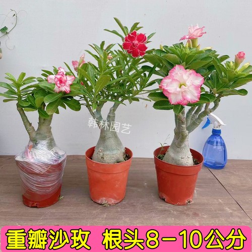 老桩重瓣沙漠玫瑰根头8-10公分