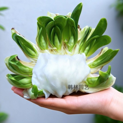 【花王雕刻7-11花箭】漳州水仙花已刻好带花苞单瓣重瓣水培年宵花