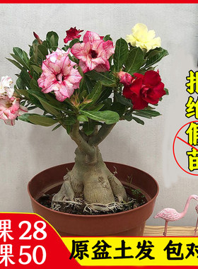 耐热重瓣小玫瑰花色对版基地直发