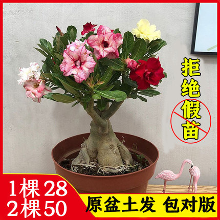 沙漠玫瑰苗重瓣带花苞老桩小盆栽花卉阳台庭院好养耐旱懒人绿植
