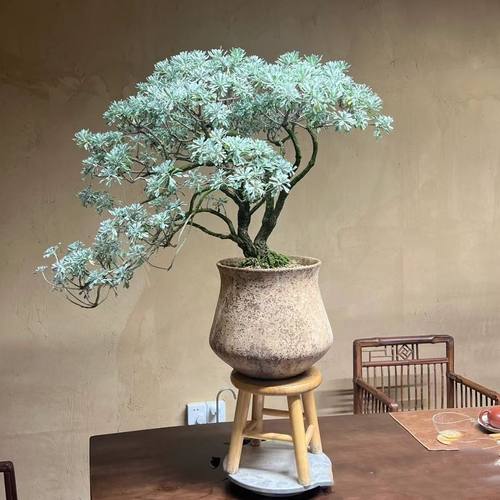 海岛芙蓉菊盆景苗秋冬耐寒花卉
