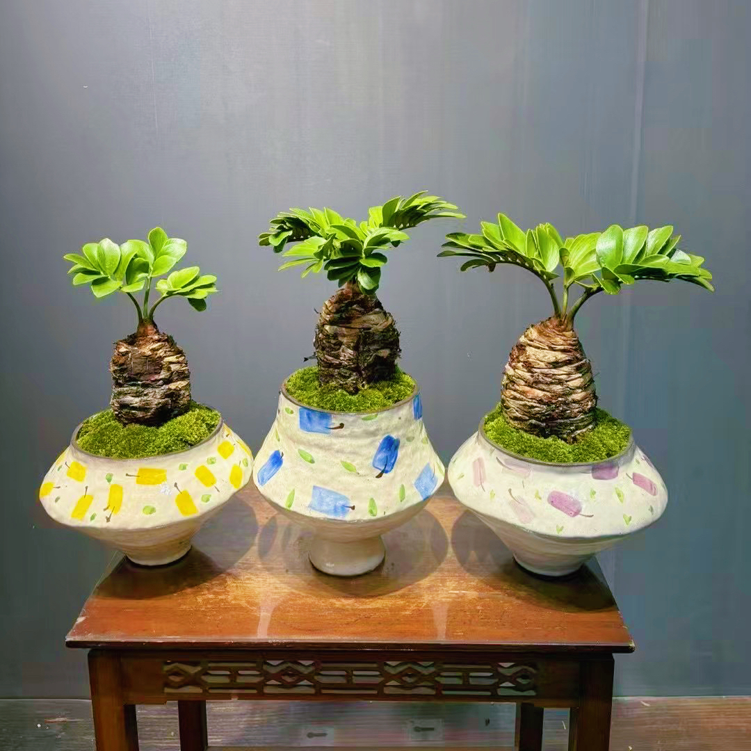 墨西哥铁树老桩盆栽块根耐旱耐荫室内外可种旺宅好养易活桌面绿植