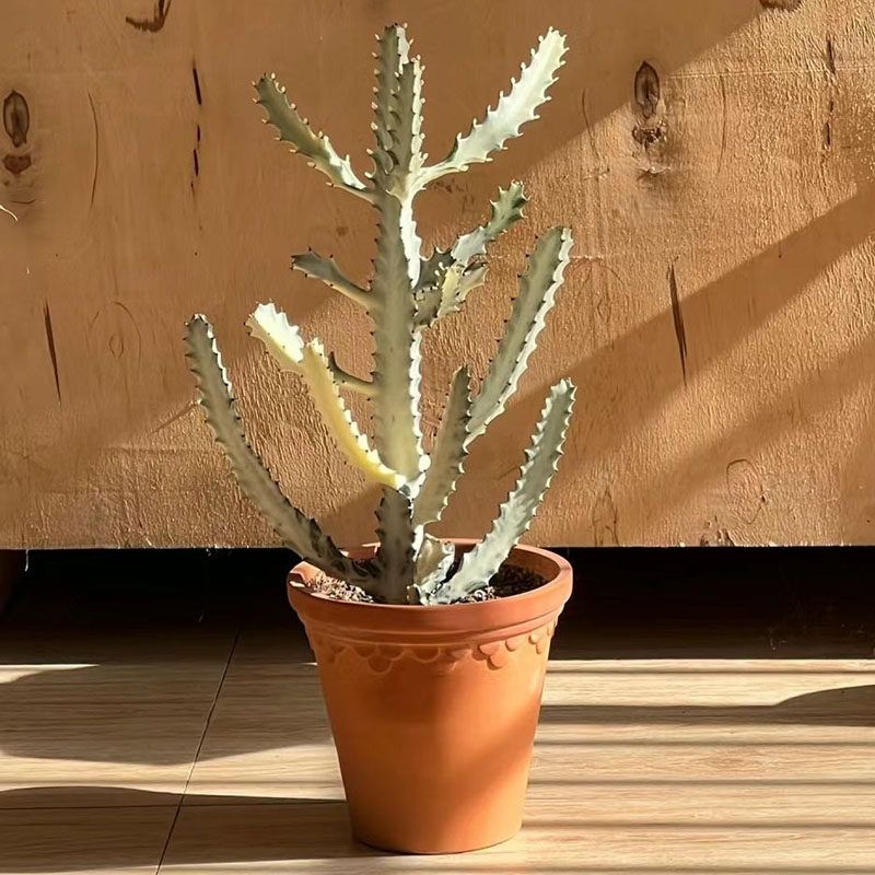 白龙骨带锦仙人柱造型植物桌面阳台耐旱好养防辐射懒人多肉盆栽
