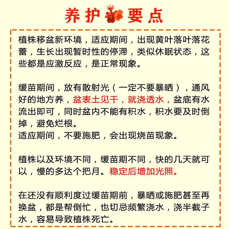 石榴盆景赏果树苗带果盆栽老桩带花阳台庭院四季开花易养绿植花卉