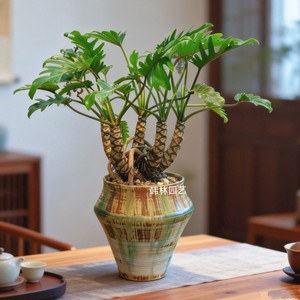 老桩龙鳞春羽小天使大盆栽水培室内桌面绿植耐荫观叶净化空气植物