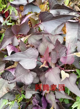 箭叶紫叶番薯苗紫色食叶番薯观赏红薯地瓜高花青素蔬菜