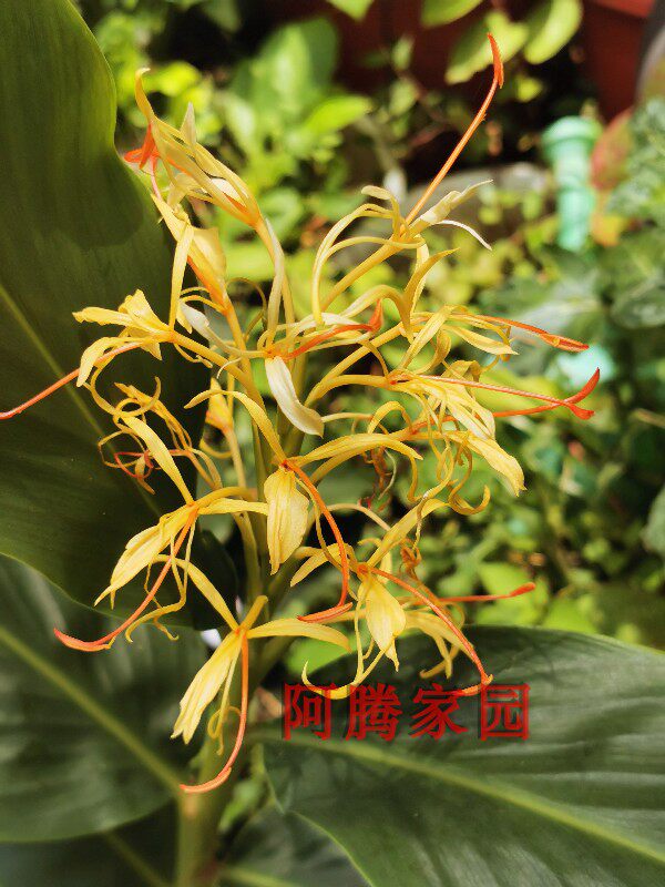 滇姜花金姜花姜科浓香花卉野姜花鲜切花种球绿植
