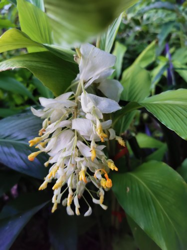 天鹅舞花姜Globba sherwoodiana ‘Swan’白苞舞花姜跳舞姜