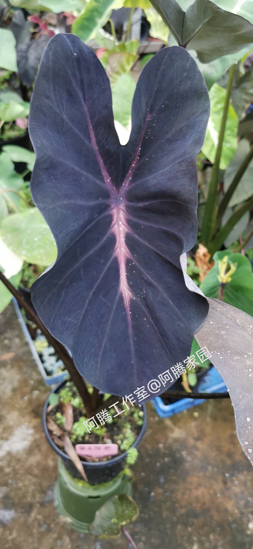 紫色狂想芋Colocasia Violet Fantasy 黑叶芋锦叶芋天南星科芋属