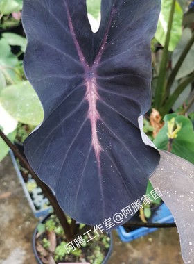 紫色狂想芋Colocasia Violet Fantasy 黑叶芋锦叶芋天南星科芋属