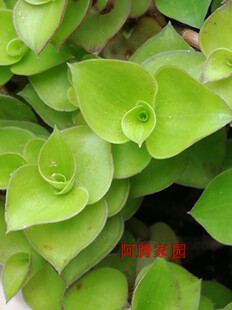 铺地锦竹草翠玲珑鸭跖草科垂吊植物小叶吊竹梅防晒隔热绿植