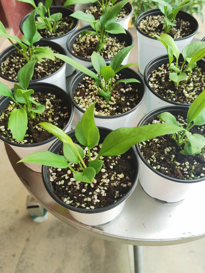 尾塔领带花烛 Anthurium vittariifolium维塔领带花烛天南星科