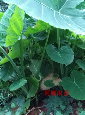 巨型芋头白象耳芋大野芋苗芋水芋广芋广菜杆芋叶用芋白海芋苗野菜