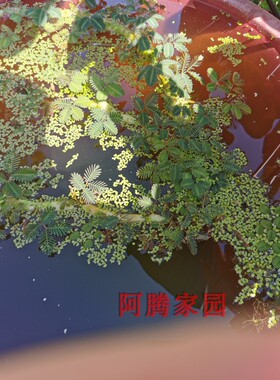 水生含羞草苗水生金合欢水合欢眠浮草Neptunia oleracea浮水植物