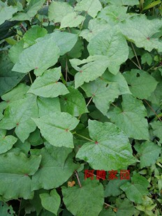 金荞麦苗野荞麦野南荞野菜酸荞酸菜杆观赏绿植药用食用植物