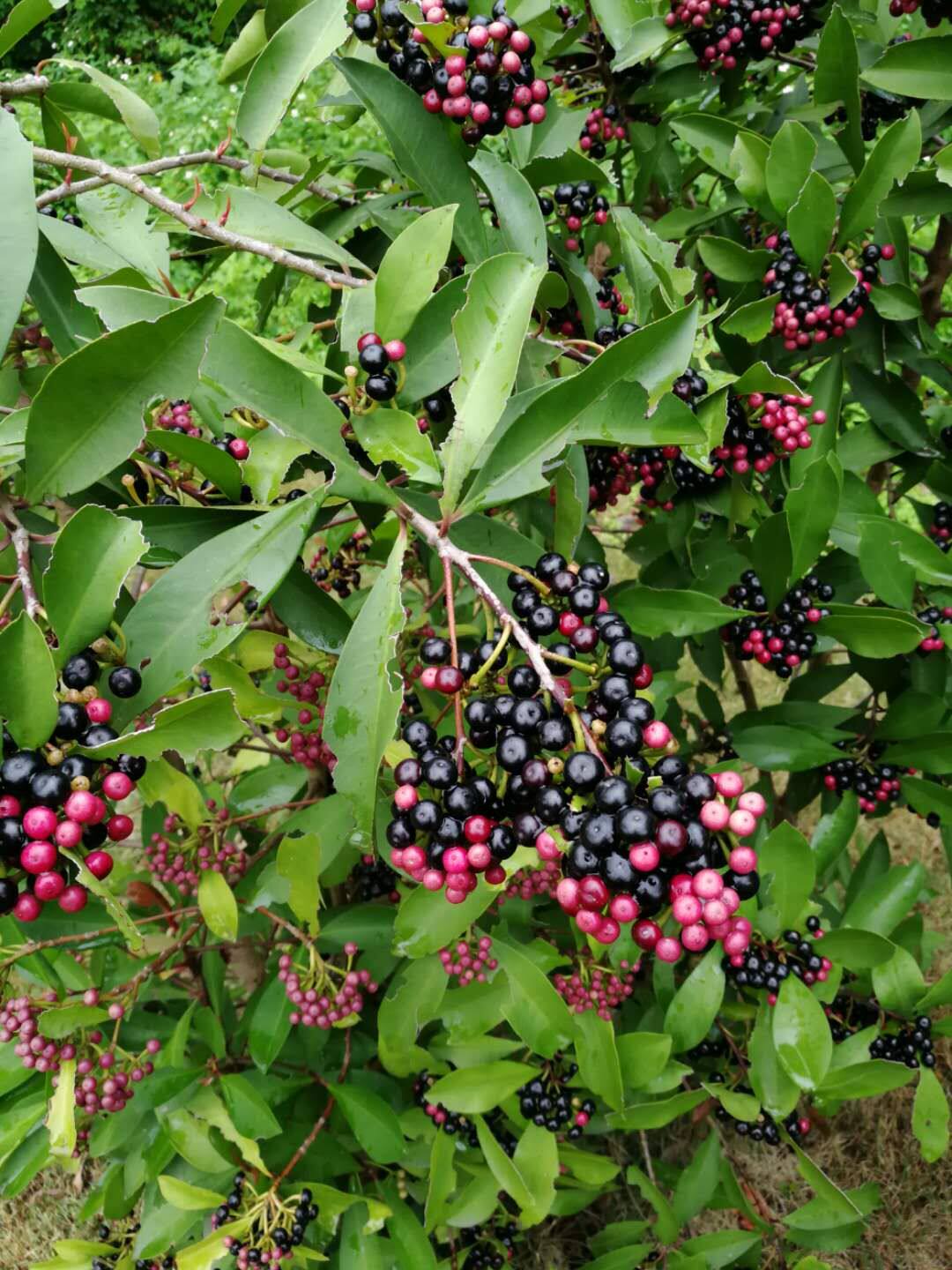 东方紫金牛春不老紫金牛科紫金牛属观果绿植吉祥植物