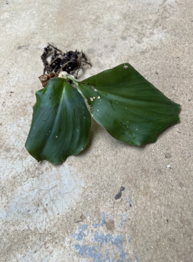 苦山柰Kaempferia marginata Carey姜科山柰属多年生观叶植物