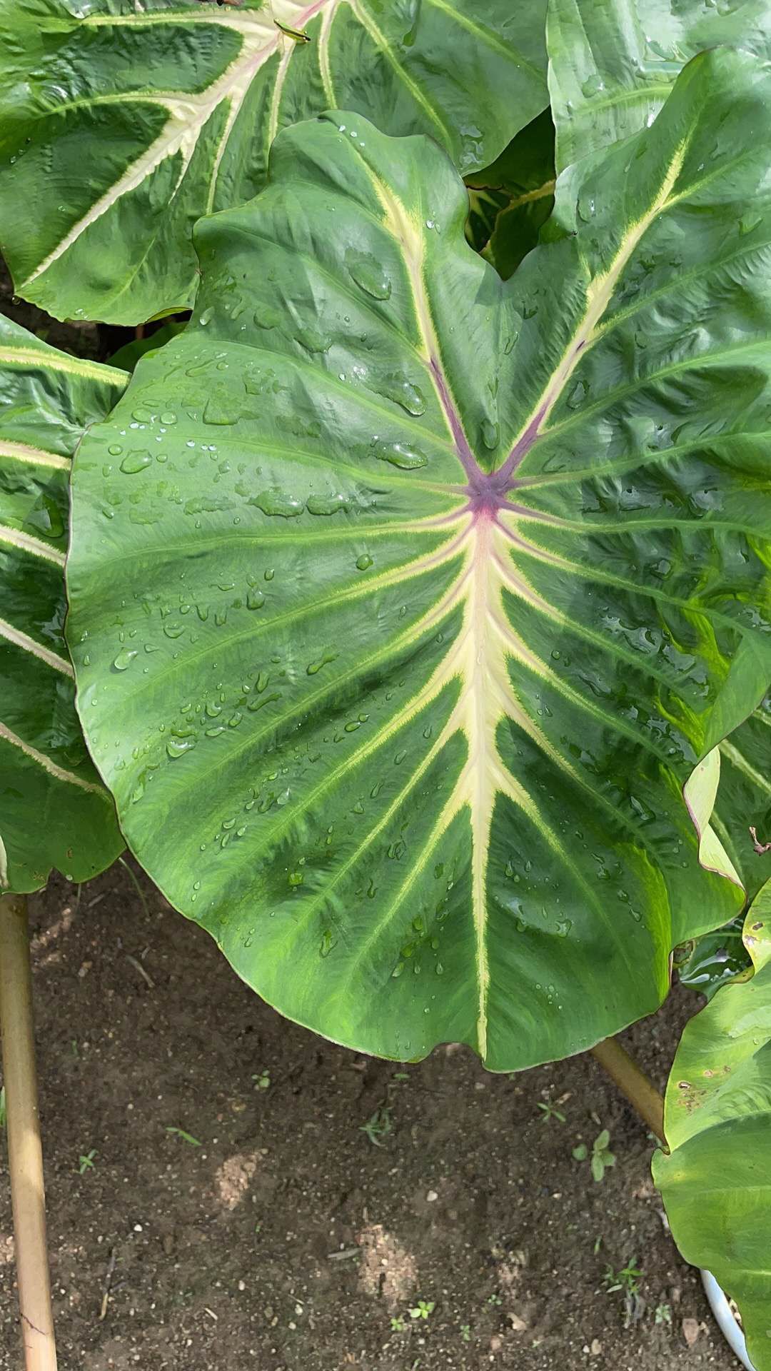 白色熔岩海芋天南星科芋属观叶植物地栽盆栽热带绿植