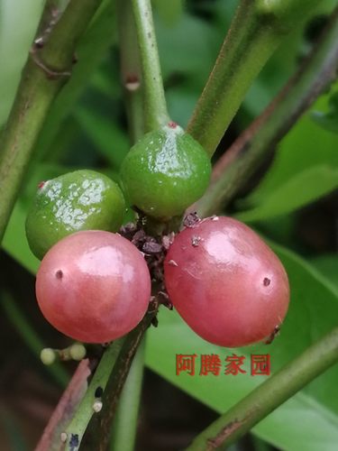 山小橘萌萌哒四季盆栽地栽观果绿植水晶橘芸香科山小橘属观赏食用 - 封面
