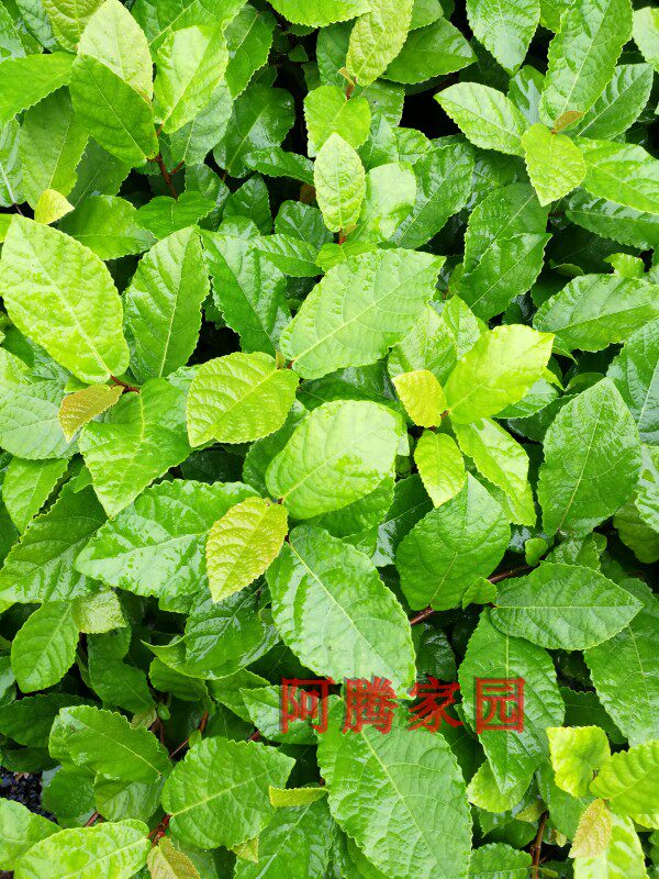 地枇杷苗地果地石榴野地瓜榕山珍野果盆栽绿植中药材中草药植物