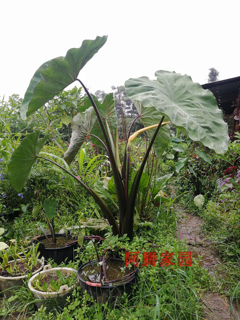 Purple taro Colocasia tonoimo Nakai tiger Southeast Hydroponics Taro Watchin the Flower delivery/Flowers simulation/Plants gardening , Flowers/Potted plants (New) , Plants  category - from Buy2taobao.com to provide professional Taobao agent buy service