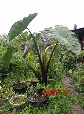 紫水芋紫芋Colocasia tonoimo Nakai老虎广菜东南菜水培芋头观赏