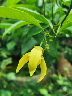 鹰爪花香水树香水花番荔枝科鹰爪花属木质藤本灌木花卉香花植物