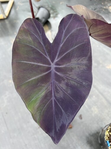 特里克茜芋Colocasia Trixie天南星科芋属多年生观叶植物热带大叶