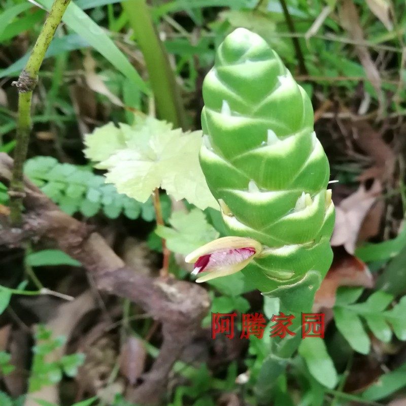 观赏姜花红姜风姜月子姜小红姜紫姜药姜药用姜