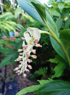 紫韵白苞舞花姜切花植物姜科舞花姜属多年生草本花卉白舞花姜