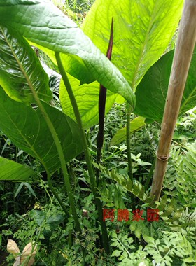 水刺芋水簕芋簕菜头簕菜薯簕茨菇刺茨菇簕慈姑刺藕簕藕刺过江