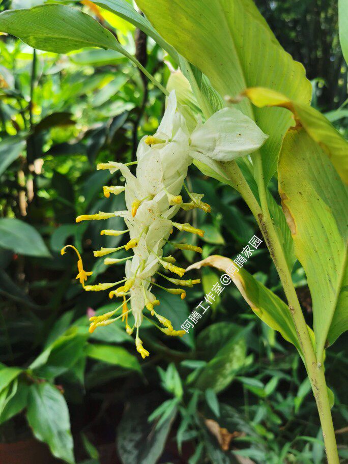 白苞舞花姜globba sherwoodiana white dragon姜科舞花姜属花卉