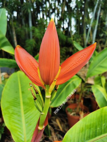 橘红梦幻蕉Musa laterita砖红蕉 橘红朝天蕉芭蕉科芭蕉属观叶观花