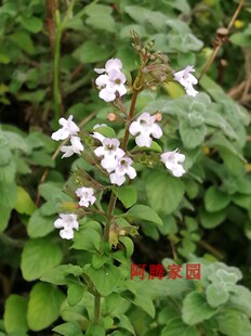 罗马薄荷Mentha aruensis 盆栽香草苗香料植物香草料理香草茶绿植