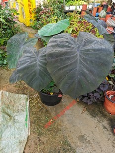 心飞翔黑叶芋Colocasia Flying Heart S. T. Pang心飞扬新品种
