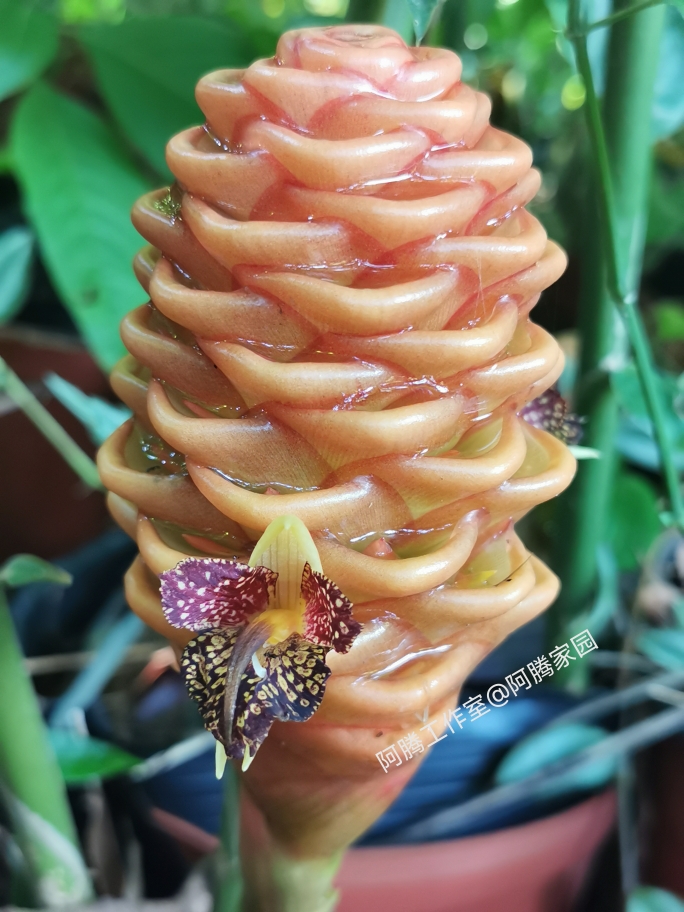 蜂巢姜黄球姜beehive ginger Zingiber spectabile姜科姜属多年生
