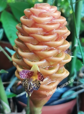 蜂巢姜黄球姜beehive ginger Zingiber spectabile姜科姜属多年生