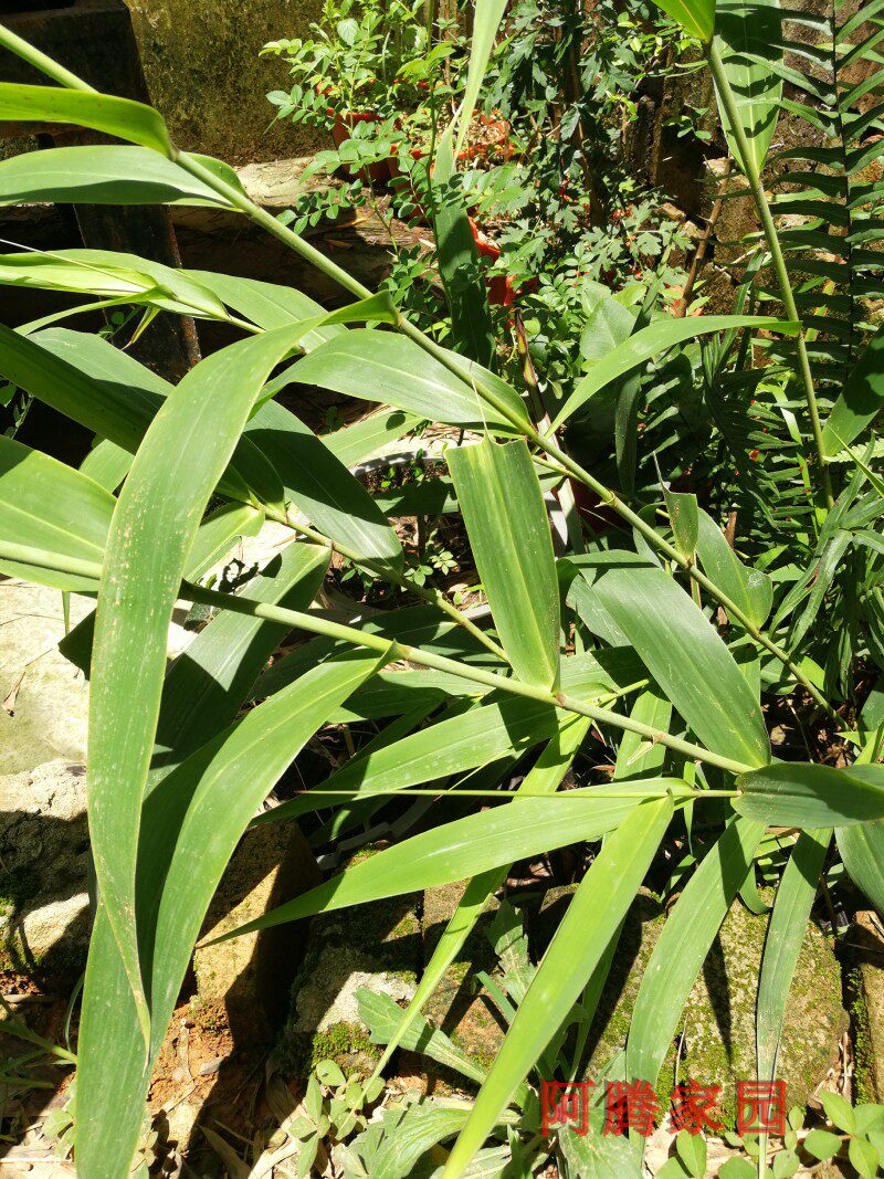 箬竹 箬叶竹 粽子叶 粽叶植物