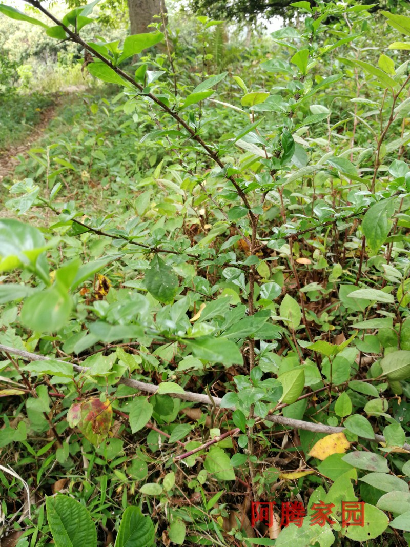 山石榴 猪肚簕 假石榴 刺榴 观果绿植 山蒲桃