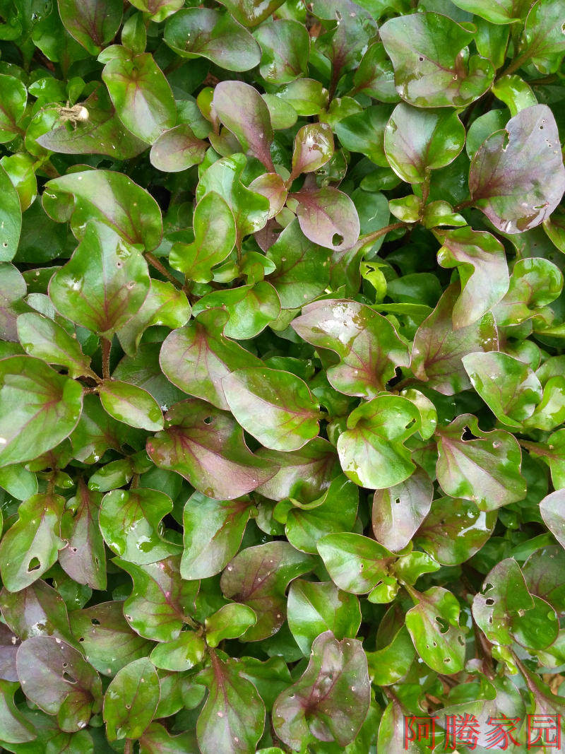 锦绣苋种苗 旱地西洋菜 泰国西洋菜 台湾枸杞菜 五色草 红节节草