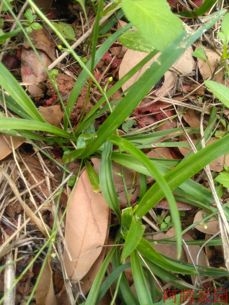 小花吊兰 兰花草 兰花苗 吊兰苗 盆栽绿植
