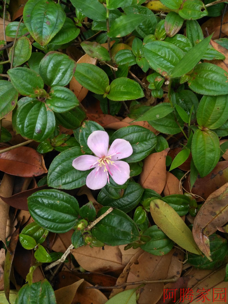 地菍种苗地稔苗爬地野牡丹地稔根地菍根铺地锦野果中草药